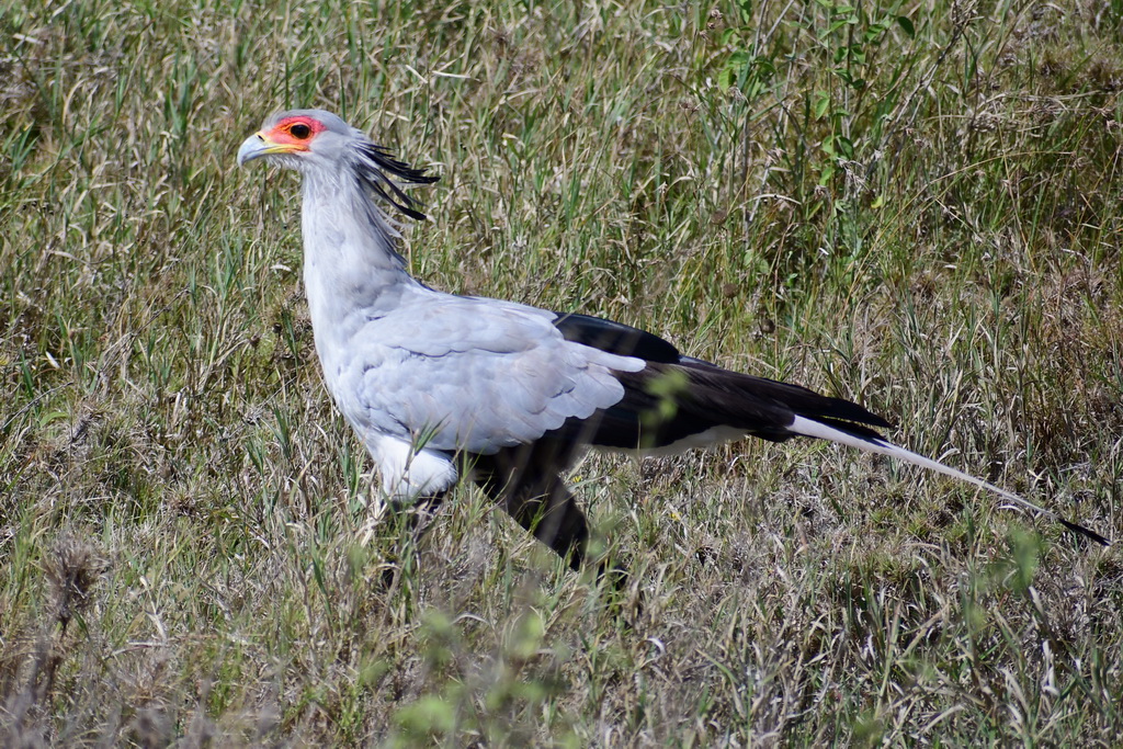 Central Serengeti